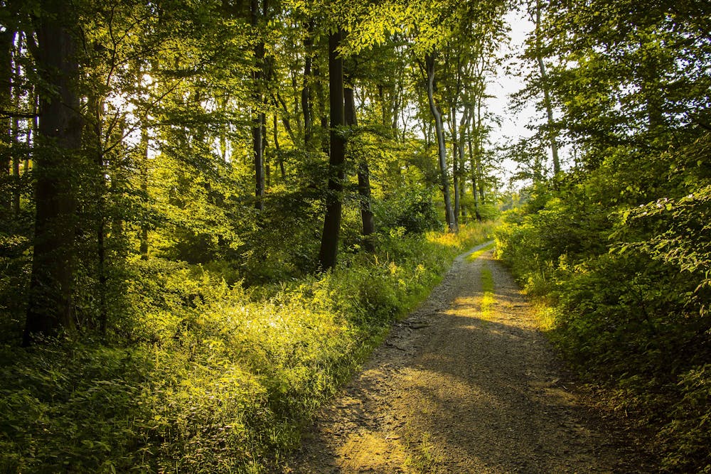 Hiking for Health: Trail Workouts and Scenic Views