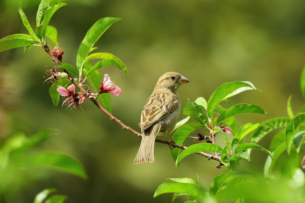 The Flexitarian Diet: Finding Balance Between Plant and Animal Foods