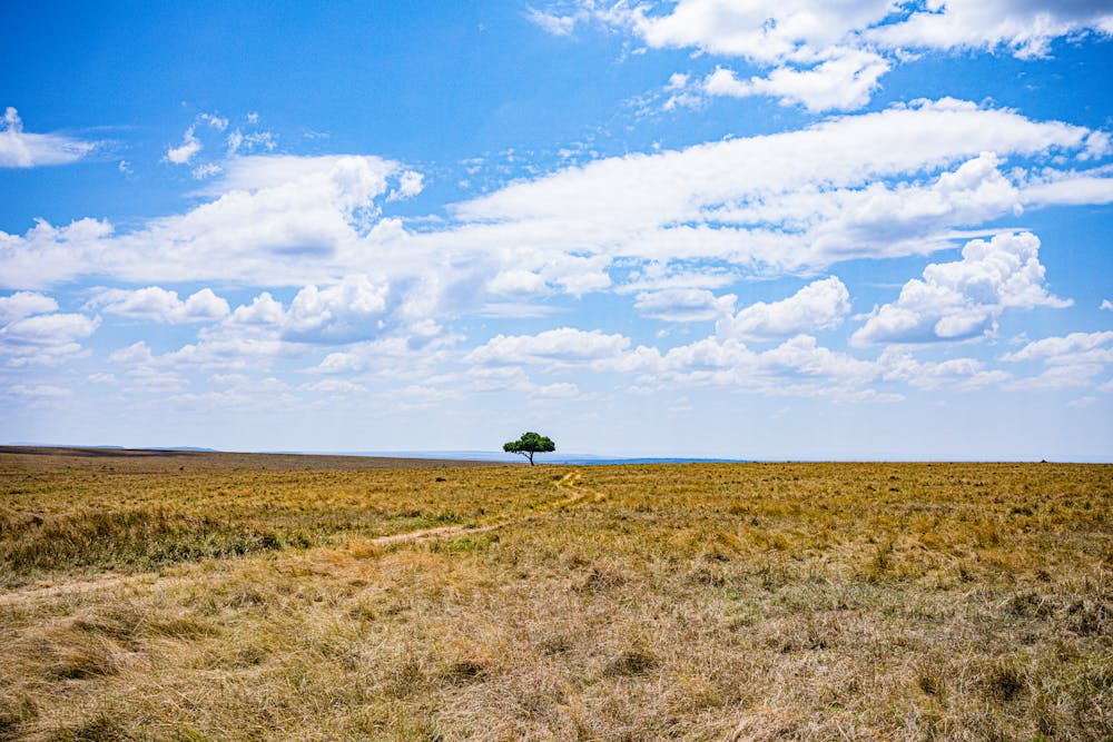 Mindful Workspaces: Creating Tranquility in Your Environment